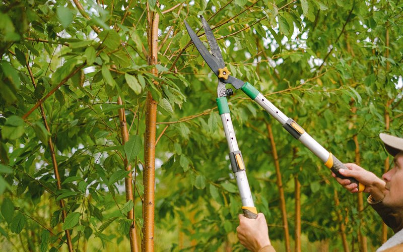 Tree trimming in Hartwick, IA